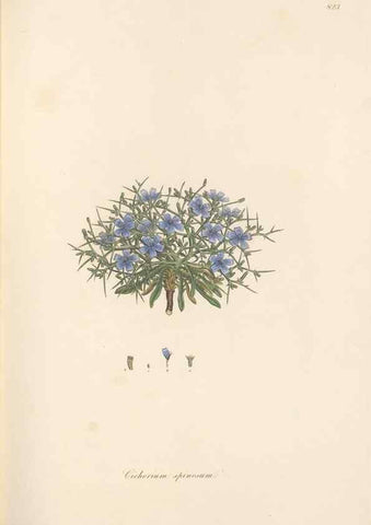 Reproducción/Reproduction 49579389703: Flora Graeca, sive, Plantarum rariorum historia, quas in provinciis aut insulis Graeciae /. Londini :Typis Richardi Taylor et socii, in Vico Shoe-Lane :MDCCCVI-MDCCCXL [1806-1840].. 
