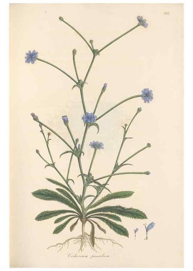 Reproducción/Reproduction 49580118612: Flora Graeca, sive, Plantarum rariorum historia, quas in provinciis aut insulis Graeciae /. Londini :Typis Richardi Taylor et socii, in Vico Shoe-Lane :MDCCCVI-MDCCCXL [1806-1840].. 