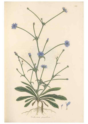 Reproducción/Reproduction 49580118612: Flora Graeca, sive, Plantarum rariorum historia, quas in provinciis aut insulis Graeciae /. Londini :Typis Richardi Taylor et socii, in Vico Shoe-Lane :MDCCCVI-MDCCCXL [1806-1840].. 