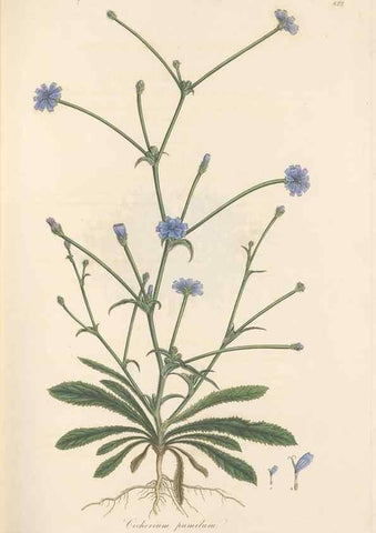 Reproducción/Reproduction 49580118612: Flora Graeca, sive, Plantarum rariorum historia, quas in provinciis aut insulis Graeciae /. Londini :Typis Richardi Taylor et socii, in Vico Shoe-Lane :MDCCCVI-MDCCCXL [1806-1840].. 