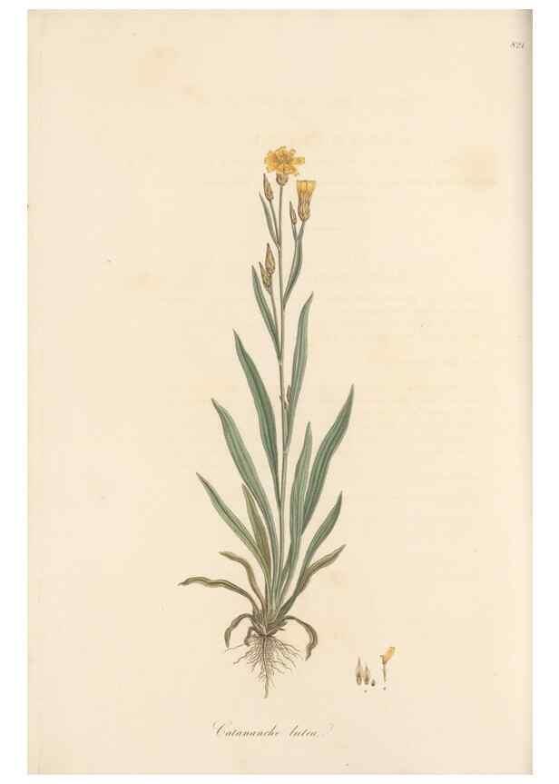 Reproducción/Reproduction 49580118172: Flora Graeca, sive, Plantarum rariorum historia, quas in provinciis aut insulis Graeciae /. Londini :Typis Richardi Taylor et socii, in Vico Shoe-Lane :MDCCCVI-MDCCCXL [1806-1840].. 