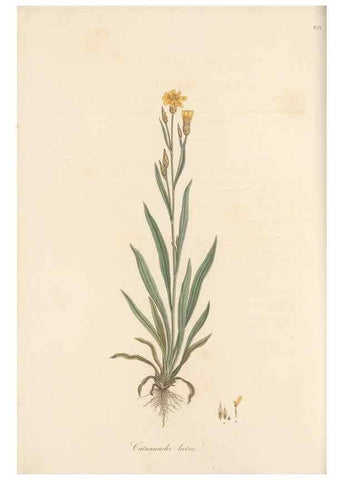 Reproducción/Reproduction 49580118172: Flora Graeca, sive, Plantarum rariorum historia, quas in provinciis aut insulis Graeciae /. Londini :Typis Richardi Taylor et socii, in Vico Shoe-Lane :MDCCCVI-MDCCCXL [1806-1840].. 