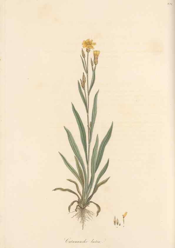 Reproducción/Reproduction 49580118172: Flora Graeca, sive, Plantarum rariorum historia, quas in provinciis aut insulis Graeciae /. Londini :Typis Richardi Taylor et socii, in Vico Shoe-Lane :MDCCCVI-MDCCCXL [1806-1840].. 