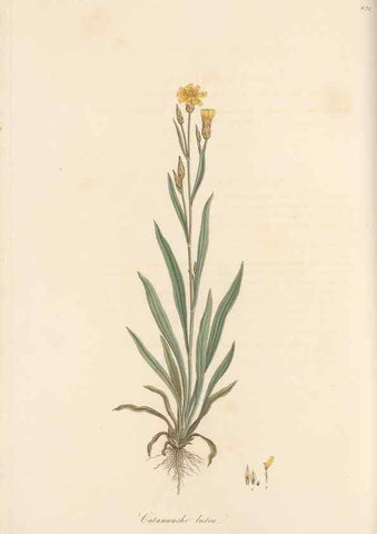 Reproducción/Reproduction 49580118172: Flora Graeca, sive, Plantarum rariorum historia, quas in provinciis aut insulis Graeciae /. Londini :Typis Richardi Taylor et socii, in Vico Shoe-Lane :MDCCCVI-MDCCCXL [1806-1840].. 