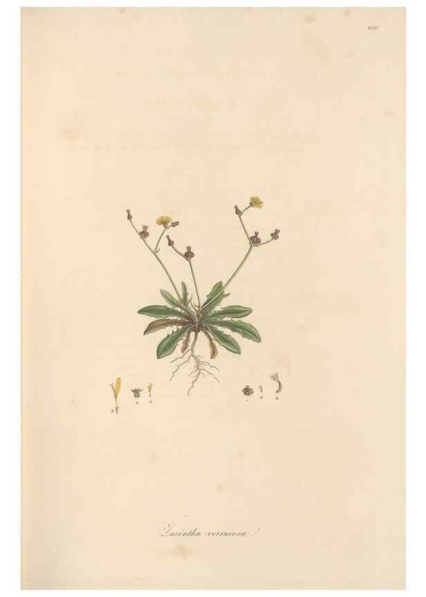Reproducción/Reproduction 49580117862: Flora Graeca, sive, Plantarum rariorum historia, quas in provinciis aut insulis Graeciae /. Londini :Typis Richardi Taylor et socii, in Vico Shoe-Lane :MDCCCVI-MDCCCXL [1806-1840].. 