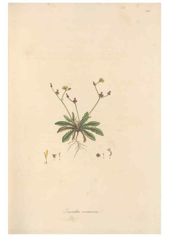 Reproducción/Reproduction 49580117862: Flora Graeca, sive, Plantarum rariorum historia, quas in provinciis aut insulis Graeciae /. Londini :Typis Richardi Taylor et socii, in Vico Shoe-Lane :MDCCCVI-MDCCCXL [1806-1840].. 