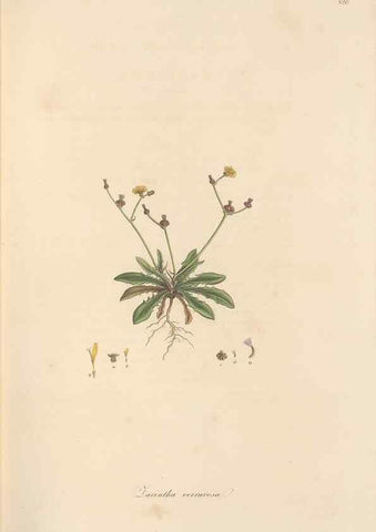 Reproducción/Reproduction 49580117862: Flora Graeca, sive, Plantarum rariorum historia, quas in provinciis aut insulis Graeciae /. Londini :Typis Richardi Taylor et socii, in Vico Shoe-Lane :MDCCCVI-MDCCCXL [1806-1840].. 