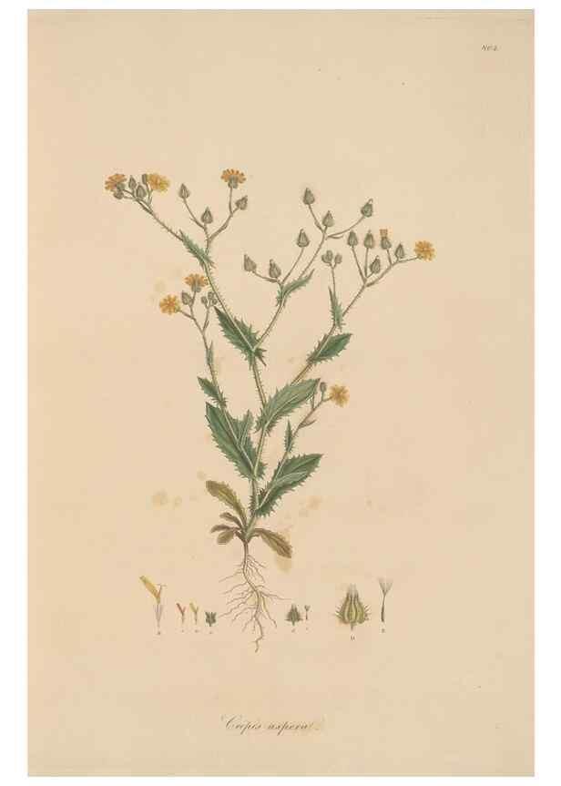 Reproducción/Reproduction 49580112732: Flora Graeca, sive, Plantarum rariorum historia, quas in provinciis aut insulis Graeciae /. Londini :Typis Richardi Taylor et socii, in Vico Shoe-Lane :MDCCCVI-MDCCCXL [1806-1840].. 