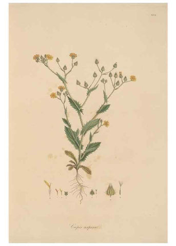 Reproducción/Reproduction 49580112732: Flora Graeca, sive, Plantarum rariorum historia, quas in provinciis aut insulis Graeciae /. Londini :Typis Richardi Taylor et socii, in Vico Shoe-Lane :MDCCCVI-MDCCCXL [1806-1840].. 