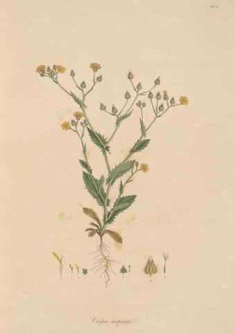 Reproducción/Reproduction 49580112732: Flora Graeca, sive, Plantarum rariorum historia, quas in provinciis aut insulis Graeciae /. Londini :Typis Richardi Taylor et socii, in Vico Shoe-Lane :MDCCCVI-MDCCCXL [1806-1840].. 