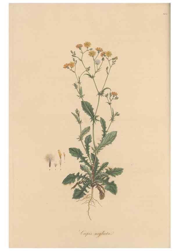 Reproducción/Reproduction 49579886731: Flora Graeca, sive, Plantarum rariorum historia, quas in provinciis aut insulis Graeciae /. Londini :Typis Richardi Taylor et socii, in Vico Shoe-Lane :MDCCCVI-MDCCCXL [1806-1840].. 