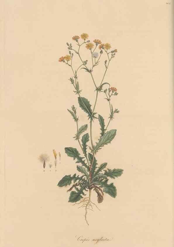 Reproducción/Reproduction 49579886731: Flora Graeca, sive, Plantarum rariorum historia, quas in provinciis aut insulis Graeciae /. Londini :Typis Richardi Taylor et socii, in Vico Shoe-Lane :MDCCCVI-MDCCCXL [1806-1840].. 