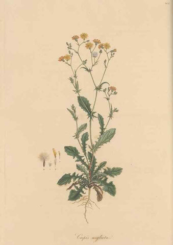 Reproducción/Reproduction 49579886731: Flora Graeca, sive, Plantarum rariorum historia, quas in provinciis aut insulis Graeciae /. Londini :Typis Richardi Taylor et socii, in Vico Shoe-Lane :MDCCCVI-MDCCCXL [1806-1840].. 