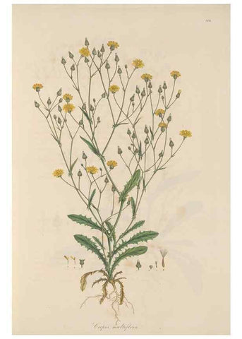 Reproducción/Reproduction 49580113437: Flora Graeca, sive, Plantarum rariorum historia, quas in provinciis aut insulis Graeciae /. Londini :Typis Richardi Taylor et socii, in Vico Shoe-Lane :MDCCCVI-MDCCCXL [1806-1840].. 