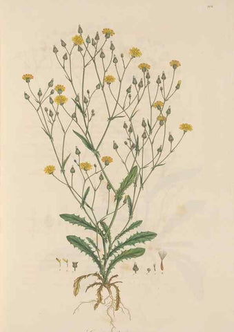 Reproducción/Reproduction 49580113437: Flora Graeca, sive, Plantarum rariorum historia, quas in provinciis aut insulis Graeciae /. Londini :Typis Richardi Taylor et socii, in Vico Shoe-Lane :MDCCCVI-MDCCCXL [1806-1840].. 