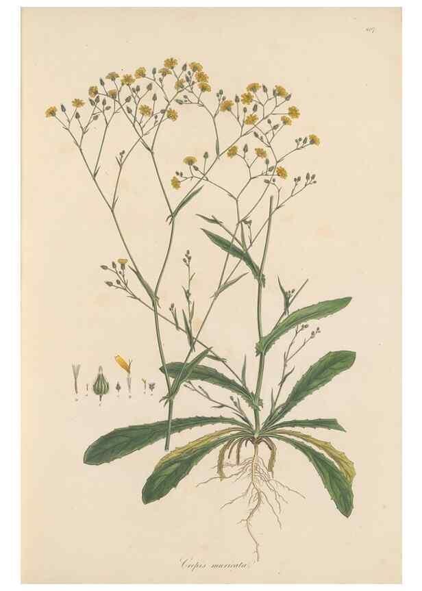 Reproducción/Reproduction 49579384448: Flora Graeca, sive, Plantarum rariorum historia, quas in provinciis aut insulis Graeciae /. Londini :Typis Richardi Taylor et socii, in Vico Shoe-Lane :MDCCCVI-MDCCCXL [1806-1840].. 