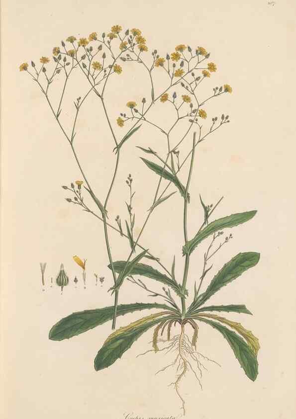 Reproducción/Reproduction 49579384448: Flora Graeca, sive, Plantarum rariorum historia, quas in provinciis aut insulis Graeciae /. Londini :Typis Richardi Taylor et socii, in Vico Shoe-Lane :MDCCCVI-MDCCCXL [1806-1840].. 