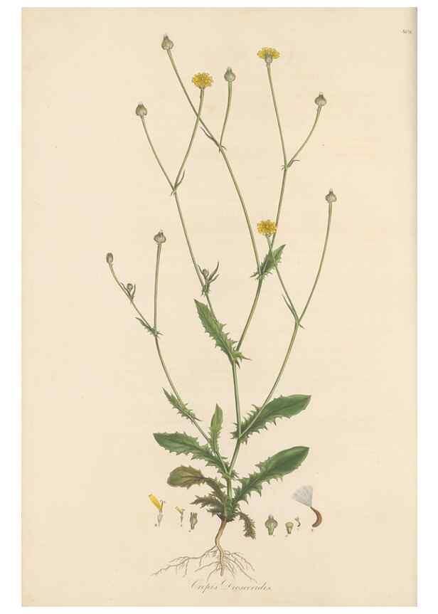 Reproducción/Reproduction 49579887491: Flora Graeca, sive, Plantarum rariorum historia, quas in provinciis aut insulis Graeciae /. Londini :Typis Richardi Taylor et socii, in Vico Shoe-Lane :MDCCCVI-MDCCCXL [1806-1840].. 