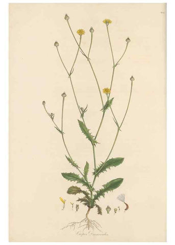 Reproducción/Reproduction 49579887491: Flora Graeca, sive, Plantarum rariorum historia, quas in provinciis aut insulis Graeciae /. Londini :Typis Richardi Taylor et socii, in Vico Shoe-Lane :MDCCCVI-MDCCCXL [1806-1840].. 