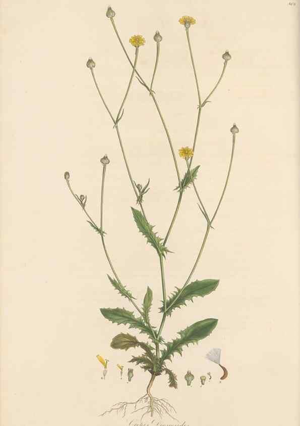 Reproducción/Reproduction 49579887491: Flora Graeca, sive, Plantarum rariorum historia, quas in provinciis aut insulis Graeciae /. Londini :Typis Richardi Taylor et socii, in Vico Shoe-Lane :MDCCCVI-MDCCCXL [1806-1840].. 