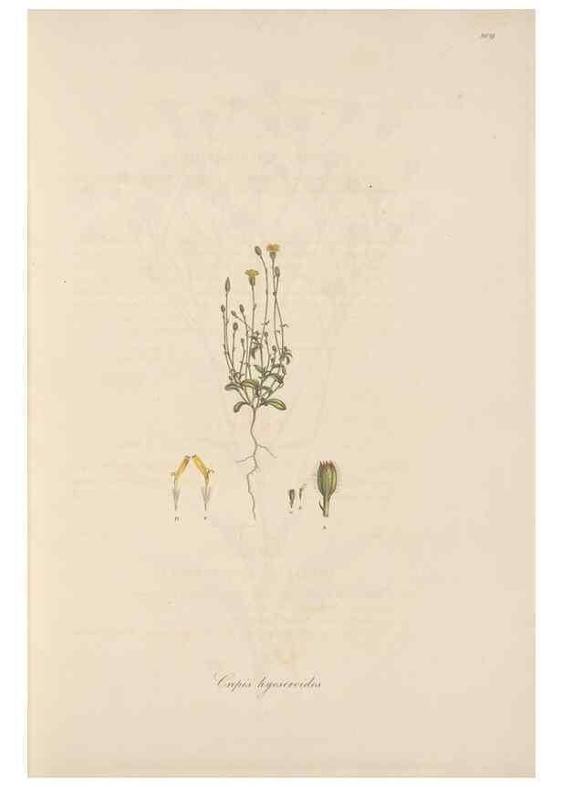 Reproducción/Reproduction 49579887851: Flora Graeca, sive, Plantarum rariorum historia, quas in provinciis aut insulis Graeciae /. Londini :Typis Richardi Taylor et socii, in Vico Shoe-Lane :MDCCCVI-MDCCCXL [1806-1840].. 