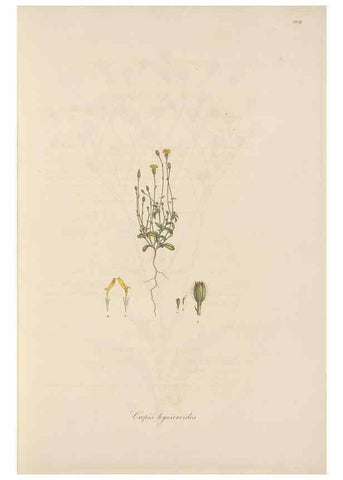 Reproducción/Reproduction 49579887851: Flora Graeca, sive, Plantarum rariorum historia, quas in provinciis aut insulis Graeciae /. Londini :Typis Richardi Taylor et socii, in Vico Shoe-Lane :MDCCCVI-MDCCCXL [1806-1840].. 