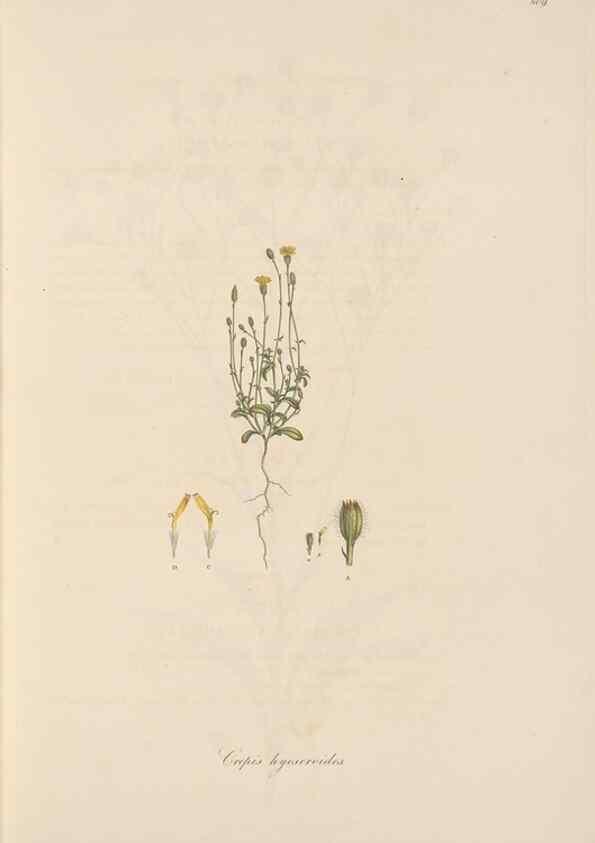 Reproducción/Reproduction 49579887851: Flora Graeca, sive, Plantarum rariorum historia, quas in provinciis aut insulis Graeciae /. Londini :Typis Richardi Taylor et socii, in Vico Shoe-Lane :MDCCCVI-MDCCCXL [1806-1840].. 