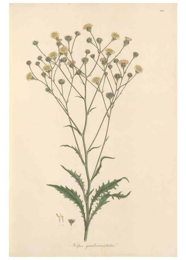 Reproducción/Reproduction 49580114477: Flora Graeca, sive, Plantarum rariorum historia, quas in provinciis aut insulis Graeciae /. Londini :Typis Richardi Taylor et socii, in Vico Shoe-Lane :MDCCCVI-MDCCCXL [1806-1840].. 
