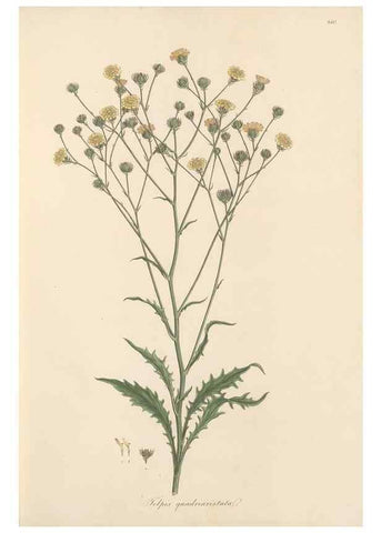 Reproducción/Reproduction 49580114477: Flora Graeca, sive, Plantarum rariorum historia, quas in provinciis aut insulis Graeciae /. Londini :Typis Richardi Taylor et socii, in Vico Shoe-Lane :MDCCCVI-MDCCCXL [1806-1840].. 