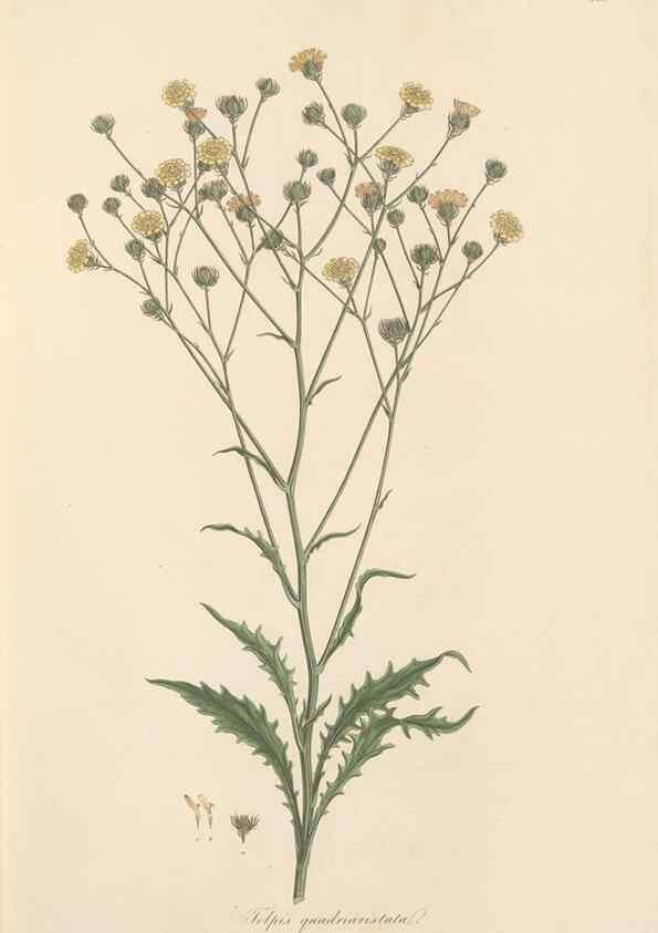Reproducción/Reproduction 49580114477: Flora Graeca, sive, Plantarum rariorum historia, quas in provinciis aut insulis Graeciae /. Londini :Typis Richardi Taylor et socii, in Vico Shoe-Lane :MDCCCVI-MDCCCXL [1806-1840].. 