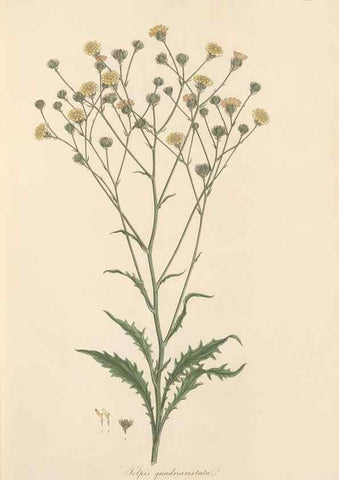 Reproducción/Reproduction 49580114477: Flora Graeca, sive, Plantarum rariorum historia, quas in provinciis aut insulis Graeciae /. Londini :Typis Richardi Taylor et socii, in Vico Shoe-Lane :MDCCCVI-MDCCCXL [1806-1840].. 