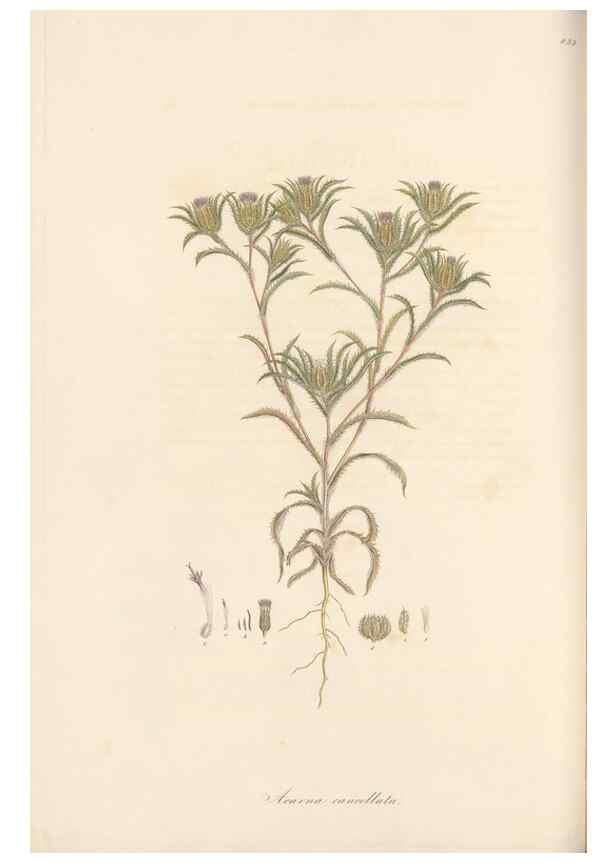 Reproducción/Reproduction 49580124537: Flora Graeca, sive, Plantarum rariorum historia, quas in provinciis aut insulis Graeciae /. Londini :Typis Richardi Taylor et socii, in Vico Shoe-Lane :MDCCCVI-MDCCCXL [1806-1840].. 