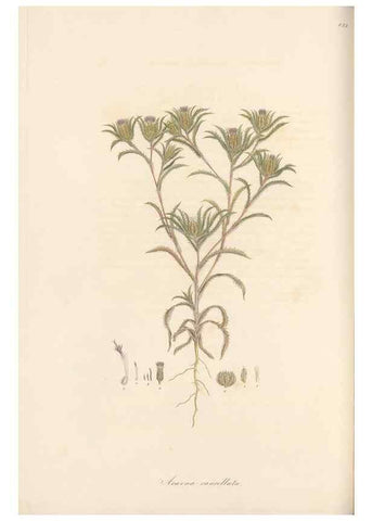 Reproducción/Reproduction 49580124537: Flora Graeca, sive, Plantarum rariorum historia, quas in provinciis aut insulis Graeciae /. Londini :Typis Richardi Taylor et socii, in Vico Shoe-Lane :MDCCCVI-MDCCCXL [1806-1840].. 