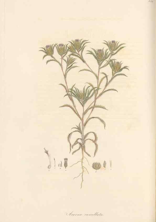 Reproducción/Reproduction 49580124537: Flora Graeca, sive, Plantarum rariorum historia, quas in provinciis aut insulis Graeciae /. Londini :Typis Richardi Taylor et socii, in Vico Shoe-Lane :MDCCCVI-MDCCCXL [1806-1840].. 