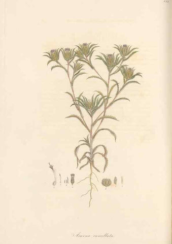 Reproducción/Reproduction 49580124537: Flora Graeca, sive, Plantarum rariorum historia, quas in provinciis aut insulis Graeciae /. Londini :Typis Richardi Taylor et socii, in Vico Shoe-Lane :MDCCCVI-MDCCCXL [1806-1840].. 