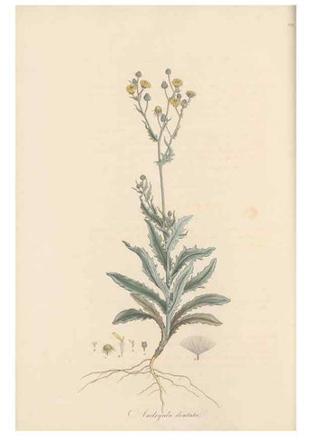 Reproducción/Reproduction 49579385708: Flora Graeca, sive, Plantarum rariorum historia, quas in provinciis aut insulis Graeciae /. Londini :Typis Richardi Taylor et socii, in Vico Shoe-Lane :MDCCCVI-MDCCCXL [1806-1840].. 