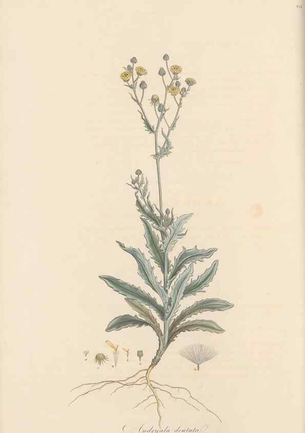 Reproducción/Reproduction 49579385708: Flora Graeca, sive, Plantarum rariorum historia, quas in provinciis aut insulis Graeciae /. Londini :Typis Richardi Taylor et socii, in Vico Shoe-Lane :MDCCCVI-MDCCCXL [1806-1840].. 