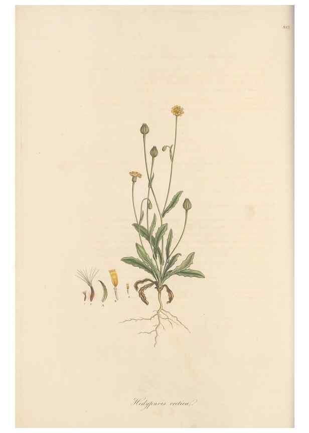 Reproducción/Reproduction 49580115502: Flora Graeca, sive, Plantarum rariorum historia, quas in provinciis aut insulis Graeciae /. Londini :Typis Richardi Taylor et socii, in Vico Shoe-Lane :MDCCCVI-MDCCCXL [1806-1840].. 