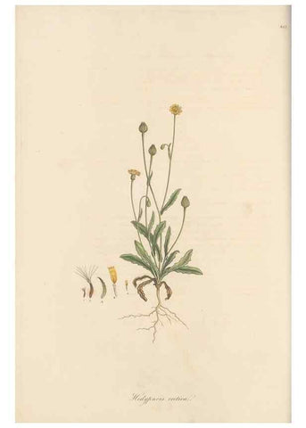 Reproducción/Reproduction 49580115502: Flora Graeca, sive, Plantarum rariorum historia, quas in provinciis aut insulis Graeciae /. Londini :Typis Richardi Taylor et socii, in Vico Shoe-Lane :MDCCCVI-MDCCCXL [1806-1840].. 