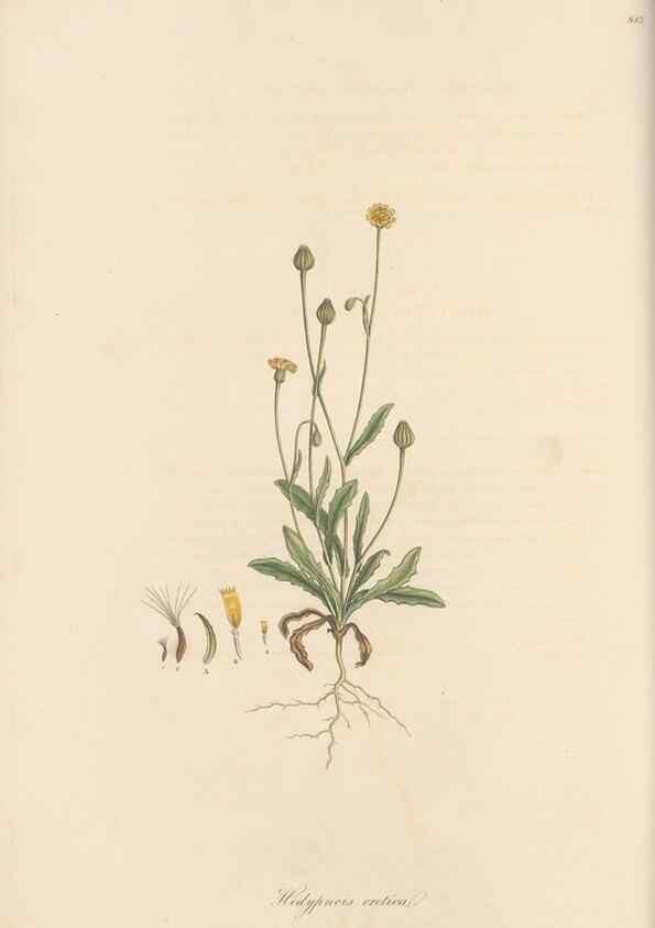 Reproducción/Reproduction 49580115502: Flora Graeca, sive, Plantarum rariorum historia, quas in provinciis aut insulis Graeciae /. Londini :Typis Richardi Taylor et socii, in Vico Shoe-Lane :MDCCCVI-MDCCCXL [1806-1840].. 