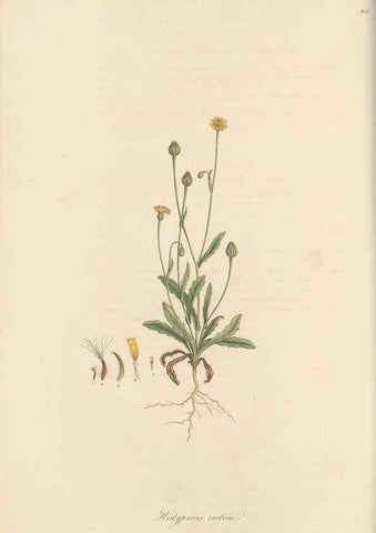 Reproducción/Reproduction 49580115502: Flora Graeca, sive, Plantarum rariorum historia, quas in provinciis aut insulis Graeciae /. Londini :Typis Richardi Taylor et socii, in Vico Shoe-Lane :MDCCCVI-MDCCCXL [1806-1840].. 
