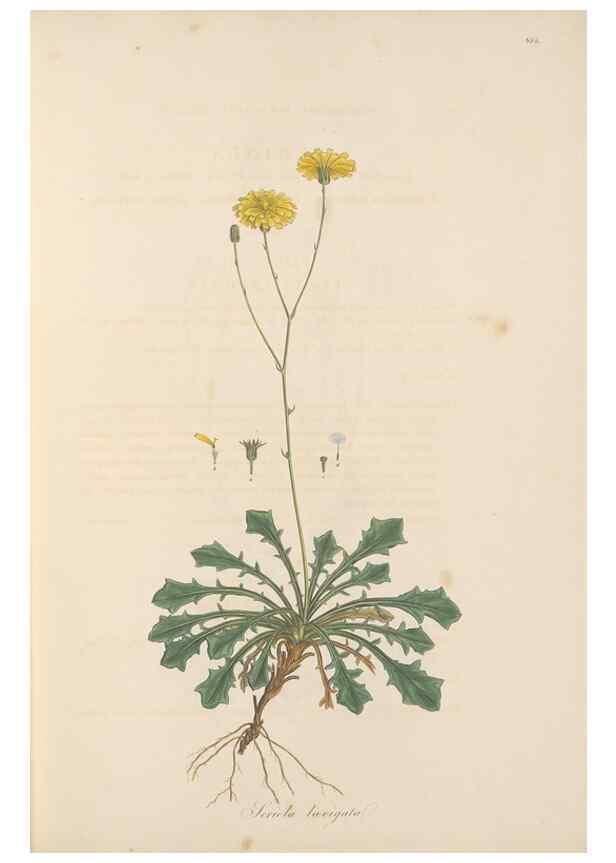 Reproducción/Reproduction 49580115832: Flora Graeca, sive, Plantarum rariorum historia, quas in provinciis aut insulis Graeciae /. Londini :Typis Richardi Taylor et socii, in Vico Shoe-Lane :MDCCCVI-MDCCCXL [1806-1840].. 
