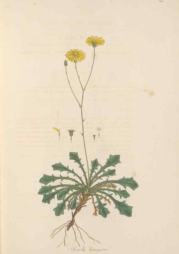 Reproducción/Reproduction 49580115832: Flora Graeca, sive, Plantarum rariorum historia, quas in provinciis aut insulis Graeciae /. Londini :Typis Richardi Taylor et socii, in Vico Shoe-Lane :MDCCCVI-MDCCCXL [1806-1840].. 