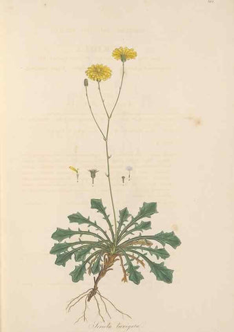 Reproducción/Reproduction 49580115832: Flora Graeca, sive, Plantarum rariorum historia, quas in provinciis aut insulis Graeciae /. Londini :Typis Richardi Taylor et socii, in Vico Shoe-Lane :MDCCCVI-MDCCCXL [1806-1840].. 