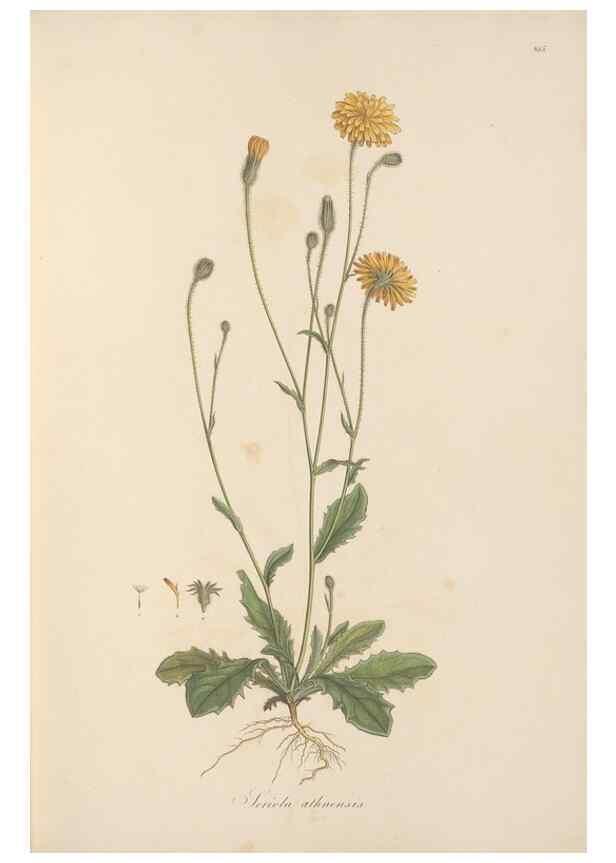 Reproducción/Reproduction 49580116202: Flora Graeca, sive, Plantarum rariorum historia, quas in provinciis aut insulis Graeciae /. Londini :Typis Richardi Taylor et socii, in Vico Shoe-Lane :MDCCCVI-MDCCCXL [1806-1840].. 