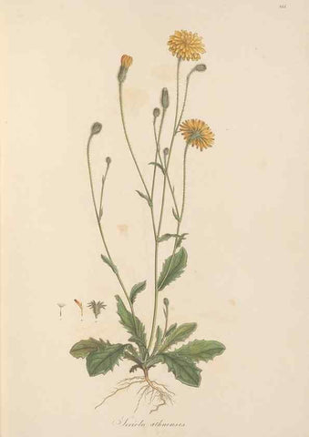 Reproducción/Reproduction 49580116202: Flora Graeca, sive, Plantarum rariorum historia, quas in provinciis aut insulis Graeciae /. Londini :Typis Richardi Taylor et socii, in Vico Shoe-Lane :MDCCCVI-MDCCCXL [1806-1840].. 