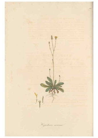 Reproducción/Reproduction 49579889996: Flora Graeca, sive, Plantarum rariorum historia, quas in provinciis aut insulis Graeciae /. Londini :Typis Richardi Taylor et socii, in Vico Shoe-Lane :MDCCCVI-MDCCCXL [1806-1840].. 