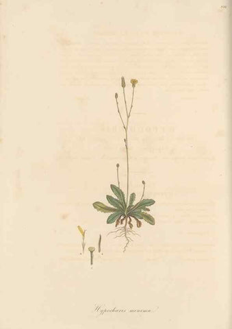 Reproducción/Reproduction 49579889996: Flora Graeca, sive, Plantarum rariorum historia, quas in provinciis aut insulis Graeciae /. Londini :Typis Richardi Taylor et socii, in Vico Shoe-Lane :MDCCCVI-MDCCCXL [1806-1840].. 