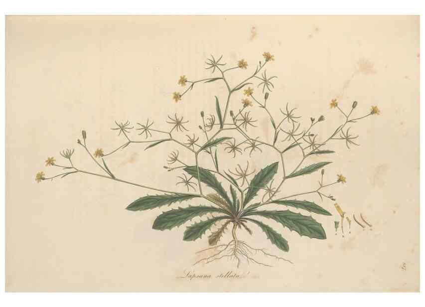 Reproducción/Reproduction 49579387613: Flora Graeca, sive, Plantarum rariorum historia, quas in provinciis aut insulis Graeciae /. Londini :Typis Richardi Taylor et socii, in Vico Shoe-Lane :MDCCCVI-MDCCCXL [1806-1840].. 