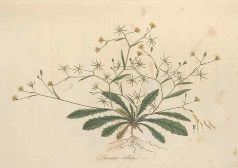 Reproducción/Reproduction 49579387613: Flora Graeca, sive, Plantarum rariorum historia, quas in provinciis aut insulis Graeciae /. Londini :Typis Richardi Taylor et socii, in Vico Shoe-Lane :MDCCCVI-MDCCCXL [1806-1840].. 